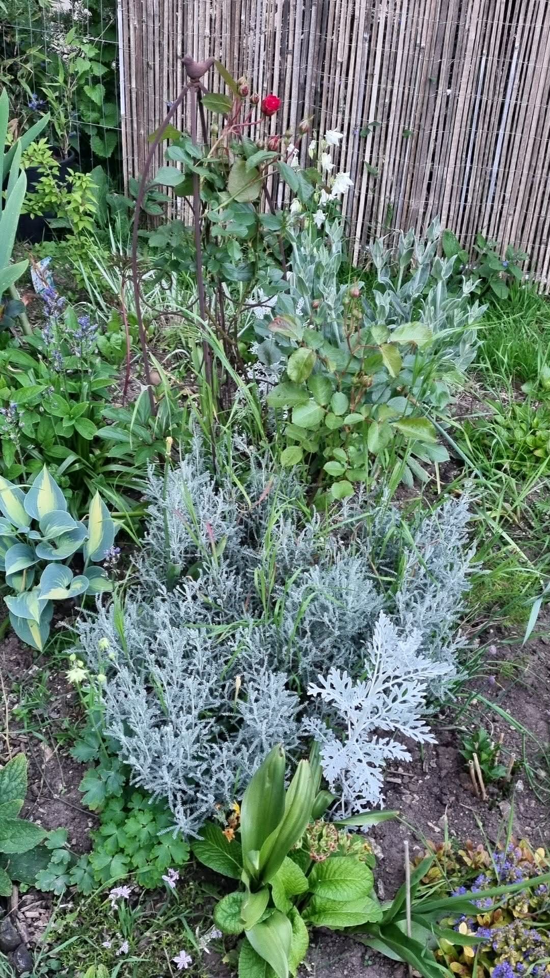 Laura's Gardening Services gallery image 12