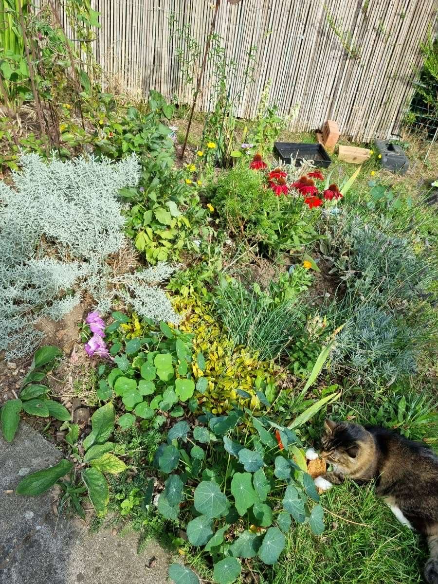 Laura's Gardening Services gallery image