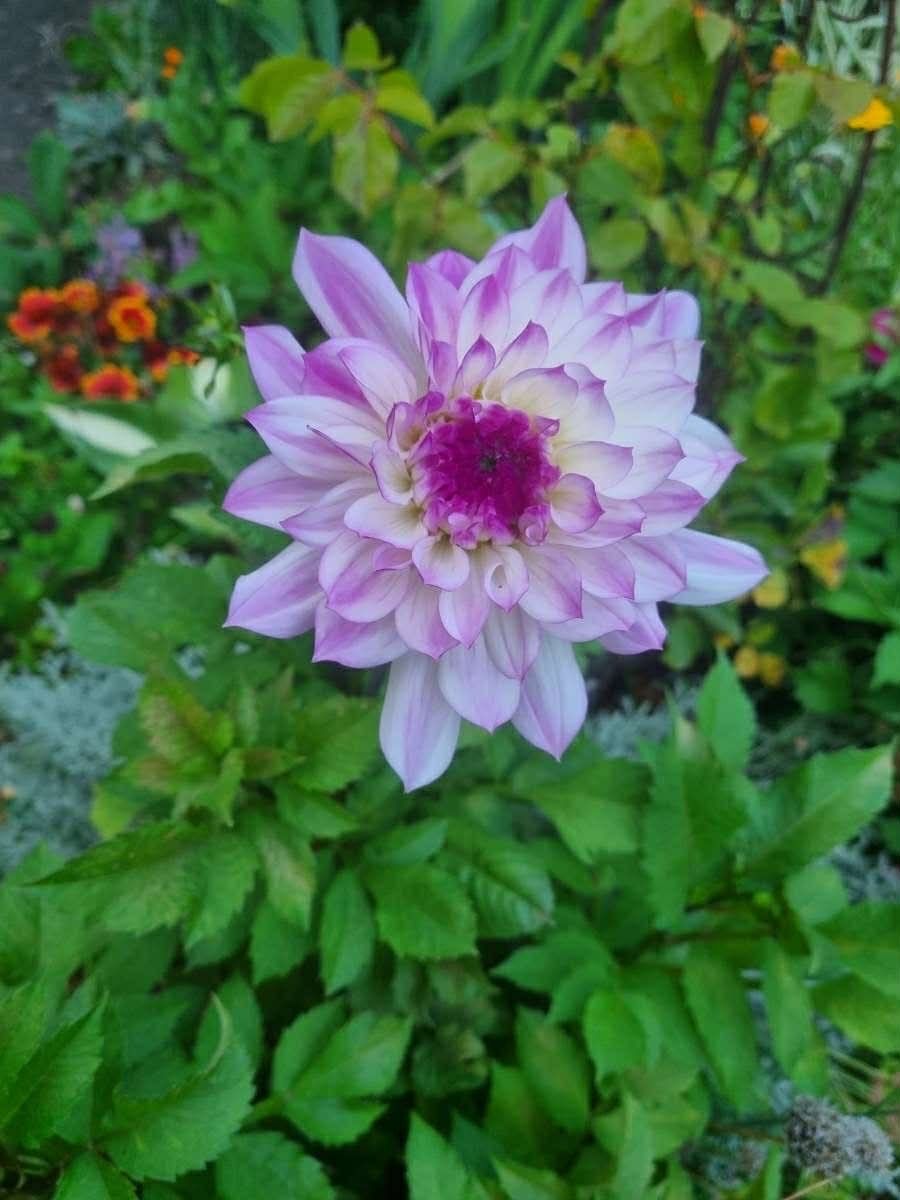 Laura's Gardening Services gallery image